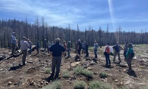 Reforestation on the Caldor Fire. 