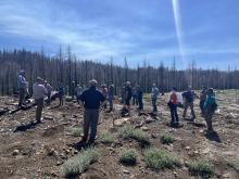 Reforestation on the Caldor Fire. Photo: Neil Simpson Reforestation on the Caldor Fire.