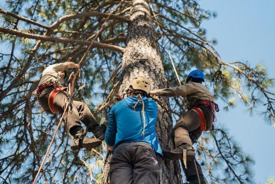 The California Reforestation Pipeline Partnership is working to increase seed collection capacity. (Above) Members of the California Conservation Corps receive tree climbing instruction at “Cone Camp” August 17, 2023 in El Dorado County, CA. Photo: Leon Villagomez